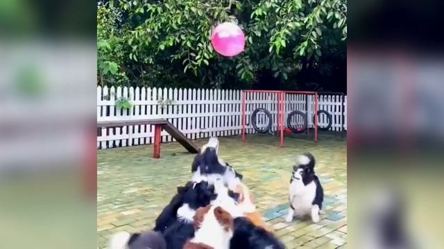 Забавные собаки № 4 смотреть онлайн