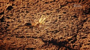 Неизведанный Индокитай / Wildest Indochina Серия Таиланд - Выживание в природе