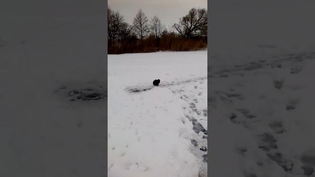 кот пришел на реку собрать дань с рыбаков. смотреть онлайн