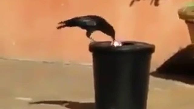 Ворона убирает мусор смотреть онлайн
