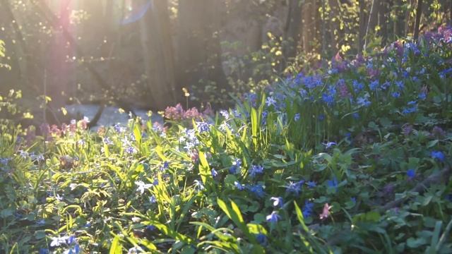 Relaxing Fantasy Music: Soothing Sleep Music, Peaceful Music, Calming Harp Music ★88