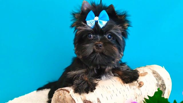 цветной йорк мальчик Амур. www.dog-mini.ru смотреть онлайн