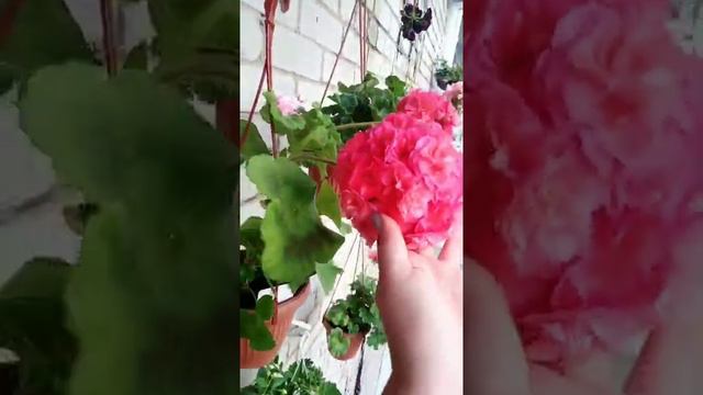 Пеларгония сорт Jagershus Faley смотреть онлайн