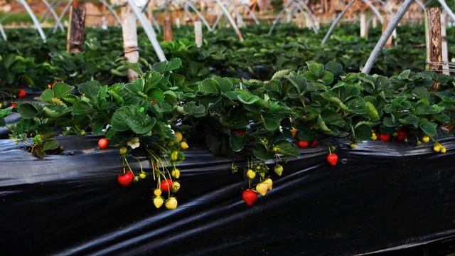 Особенности полива клубники весной для лучшего урожая летом смотреть онлайн