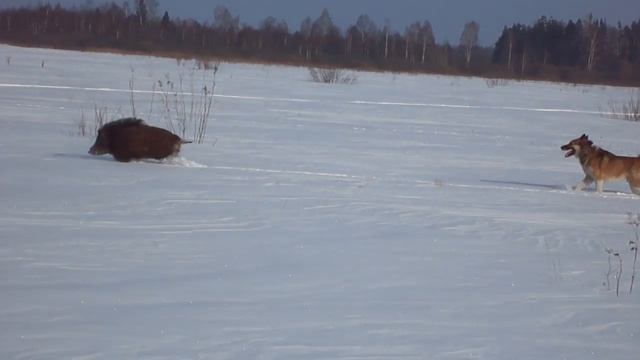 работа западно сибирской лайки по кабану смотреть онлайн