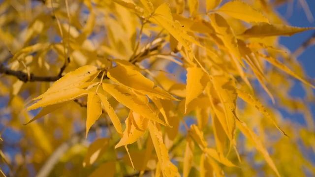 Ambient Sketch 45 - Miss You смотреть онлайн