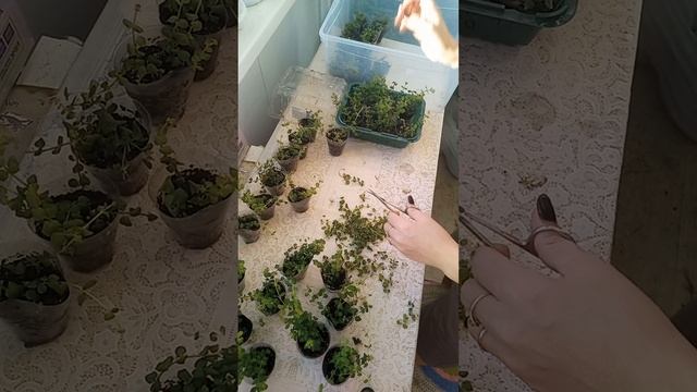 Укоренённые лизимахии (вербейник монетчатый) смотреть онлайн