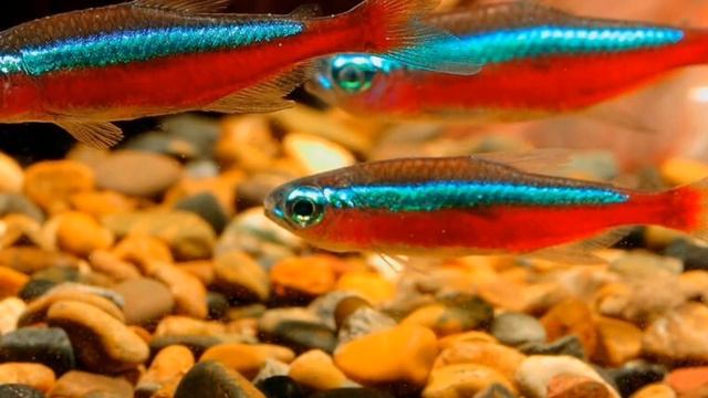 КРАСНЫЙ НЕОН. УХОД, СОДЕРЖАНИЕ И РАЗВЕДЕНИЕ. смотреть онлайн