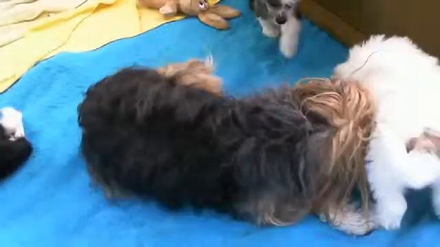 Я белый и хочу белого молока! Щас!... смотреть онлайн