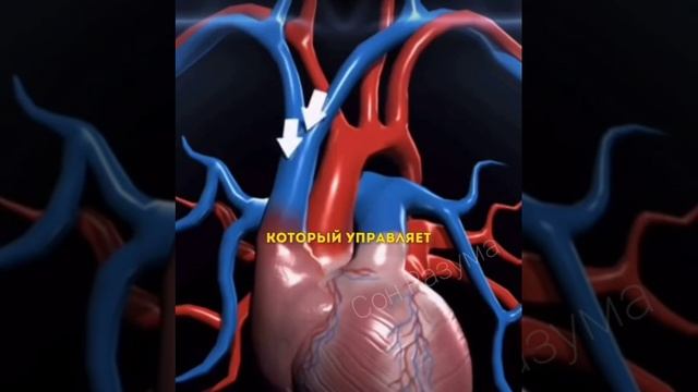 Реальна правда ! везде обман ! Сердце это не насос , это клапан ! Насос это легкие ! смотреть онлайн