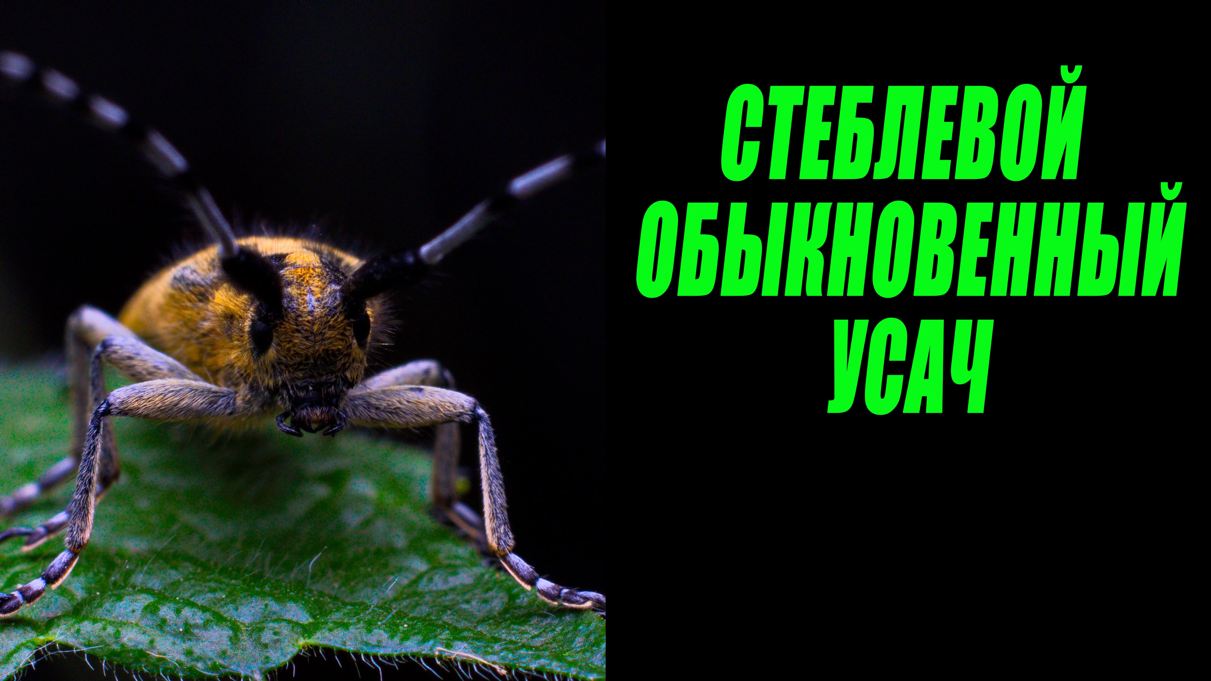 Самый обыкновенный усач, из усачей. / Миллиметровая Вселенная