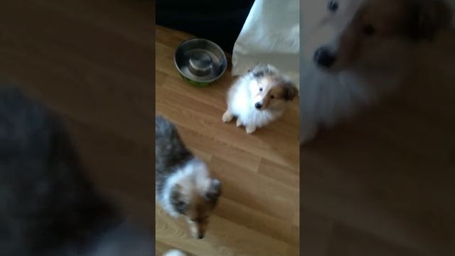 Рыжие щенки колли д/ш танцы смотреть онлайн