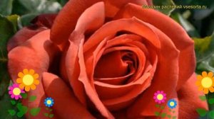 Роза чайно-гибридная Терракотта. Краткий обзор, описание характеристик Terracotta