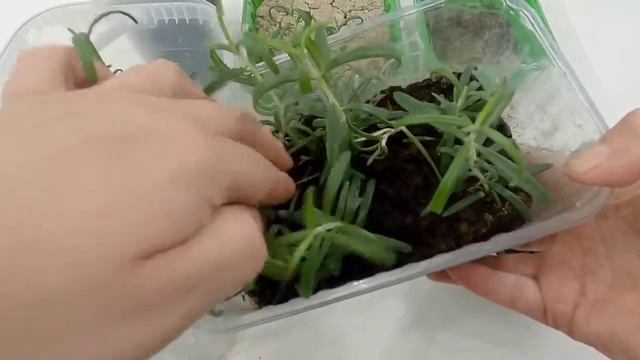 Выращиваем розмарин легко и просто! смотреть онлайн