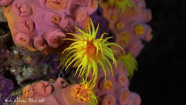 Tropical Fish Swimming Around Coral Reef | Calming Music Sea Animals - 4K VIDEO ULTRA HD