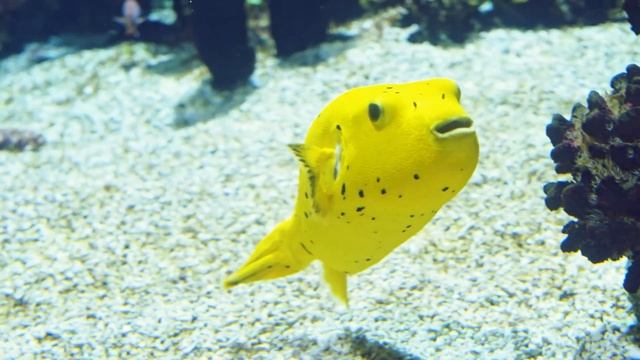 Aquarium 4K VIDEO (ULTRA HD) - Undersea Nature Relaxation Film - Relaxing Sleep Meditation Music смотреть онлайн