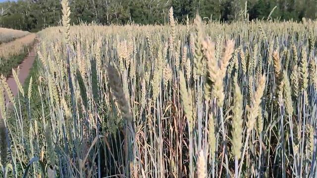 Колосья в поле смотреть онлайн
