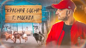 АНТУАН НАДЖАРЯН в приюте  «Красная Сосна«г. Москва
