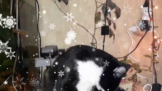 После вкусного обеда... / Після смачного обіду ... / After a delicious dinner .../ 맛있는 저녁 식사 후 ... смотреть онлайн