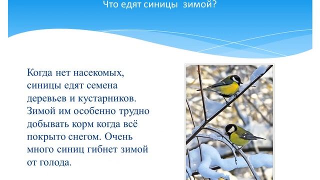 Зимующая птичка синичка смотреть онлайн
