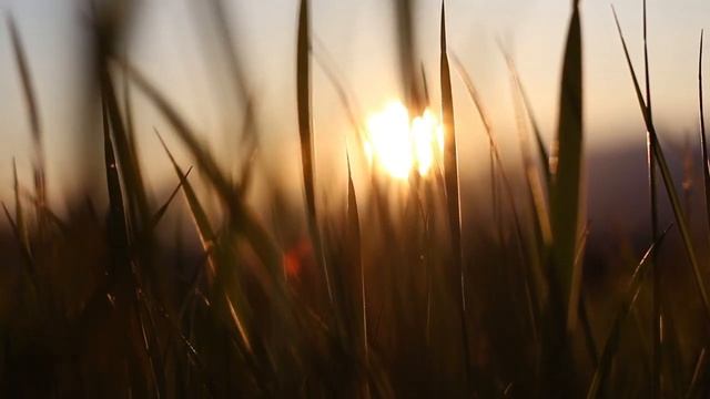 Дети прятали маленького котенка от ужасной бабушки, но обман вскрылся | Трогательная история смотреть онлайн