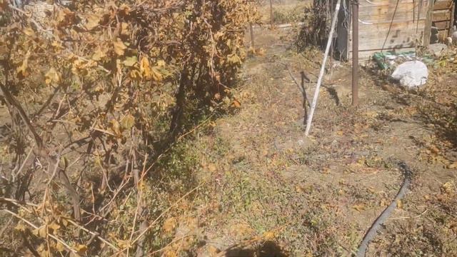 Защита урожая от птиц.Подводим итоги !! смотреть онлайн