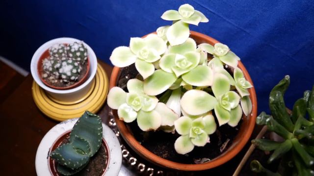 HOUSEPLANT TOUR | Summer 2019 UK Plant Tour | Miss Bird смотреть онлайн