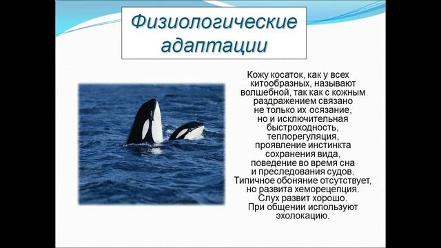 Косатка смотреть онлайн