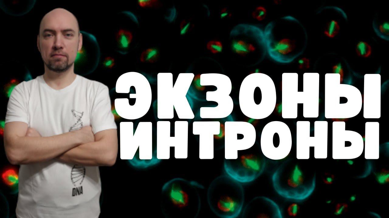 Что такое экзоны и интроны? Душкин объяснит смотреть онлайн