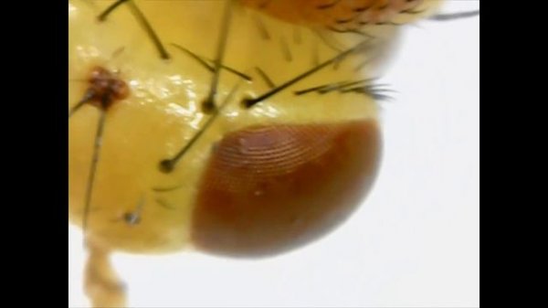 Мошка под микроскопом / fly under the microscope