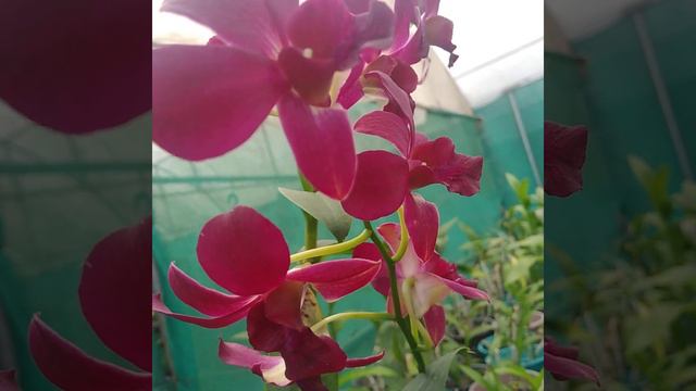 Dendrobium pink # lip red смотреть онлайн