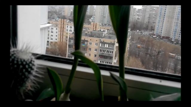 мои растенияЦветущиеДендробиумХамедореяИ просто красивые смотреть онлайн