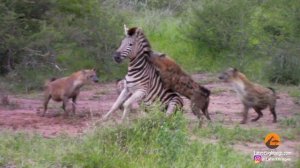 HYENAS EAT ZEBRA ALIVE WHILE IT TRIES TO ESCAPE