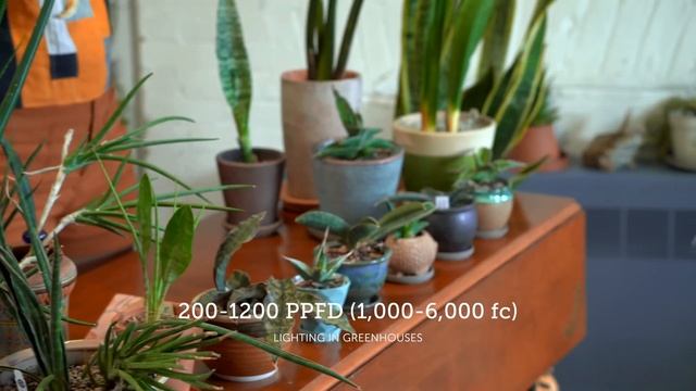 Ultimate SNAKE PLANT CARE Guide — Ep 202 смотреть онлайн