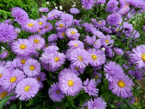 Сад для души или картинка сада? Переоценка ценностей