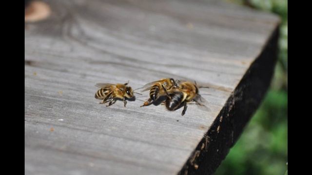 улей и кто там живет? матка.пчела.прутень смотреть онлайн