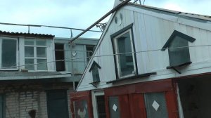 Николаевские голуби