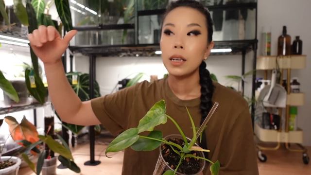 My entire philodendron collection aka the 20 plants that survived countless purges смотреть онлайн