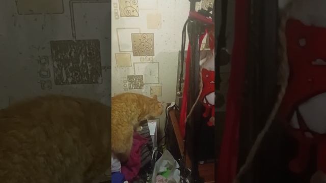 2.11.2023 Новый системник, ребята и Кот смотреть онлайн