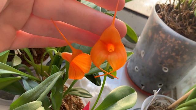 Masdevallia Orange Burst