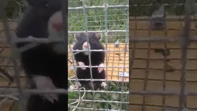 Название грызун? смотреть онлайн