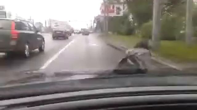 голубь путешественник смотреть онлайн