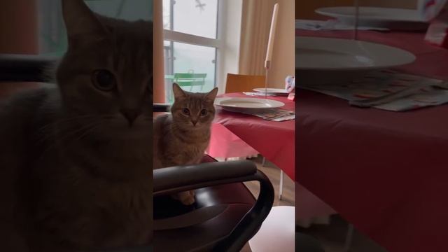 Рождество в Англии 2021 #рождество #лондон #christmas смотреть онлайн