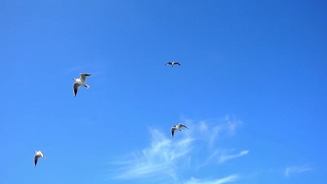 Дивовижна Мелодія, Ніжна Композиція,що Надихає та Розслаблює, Музика для Душі