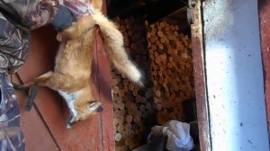 Как я обдираю,снимаю шкуру с лисы.As I peel,remove the skin with a Fox.