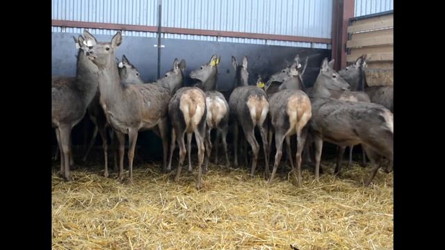 Разведение благородного оленя смотреть онлайн