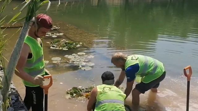 Кувшинки, камыши, тростник: водные растения украсили Ясный пруд после благоустройства смотреть онлайн