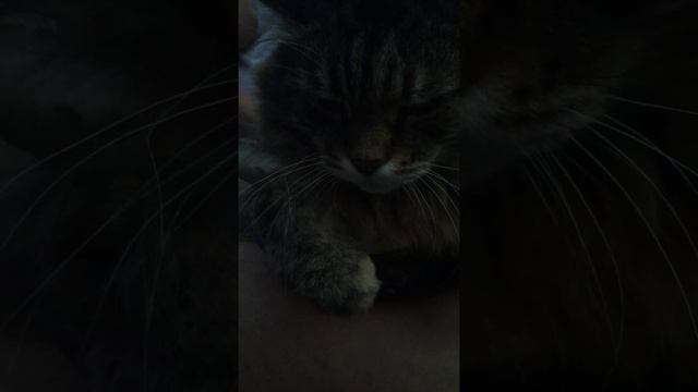расчесывания агрессивного кота смотреть онлайн