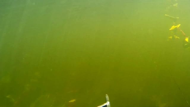 Выход стаи голавлей и жереха, лини и окуня смотреть онлайн