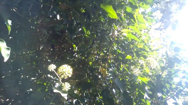 На что способен Плющ обыкновенный (Hedera helix) в станице Новомышастовская. смотреть онлайн